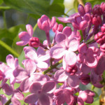 Alpenglow Lilacs #1